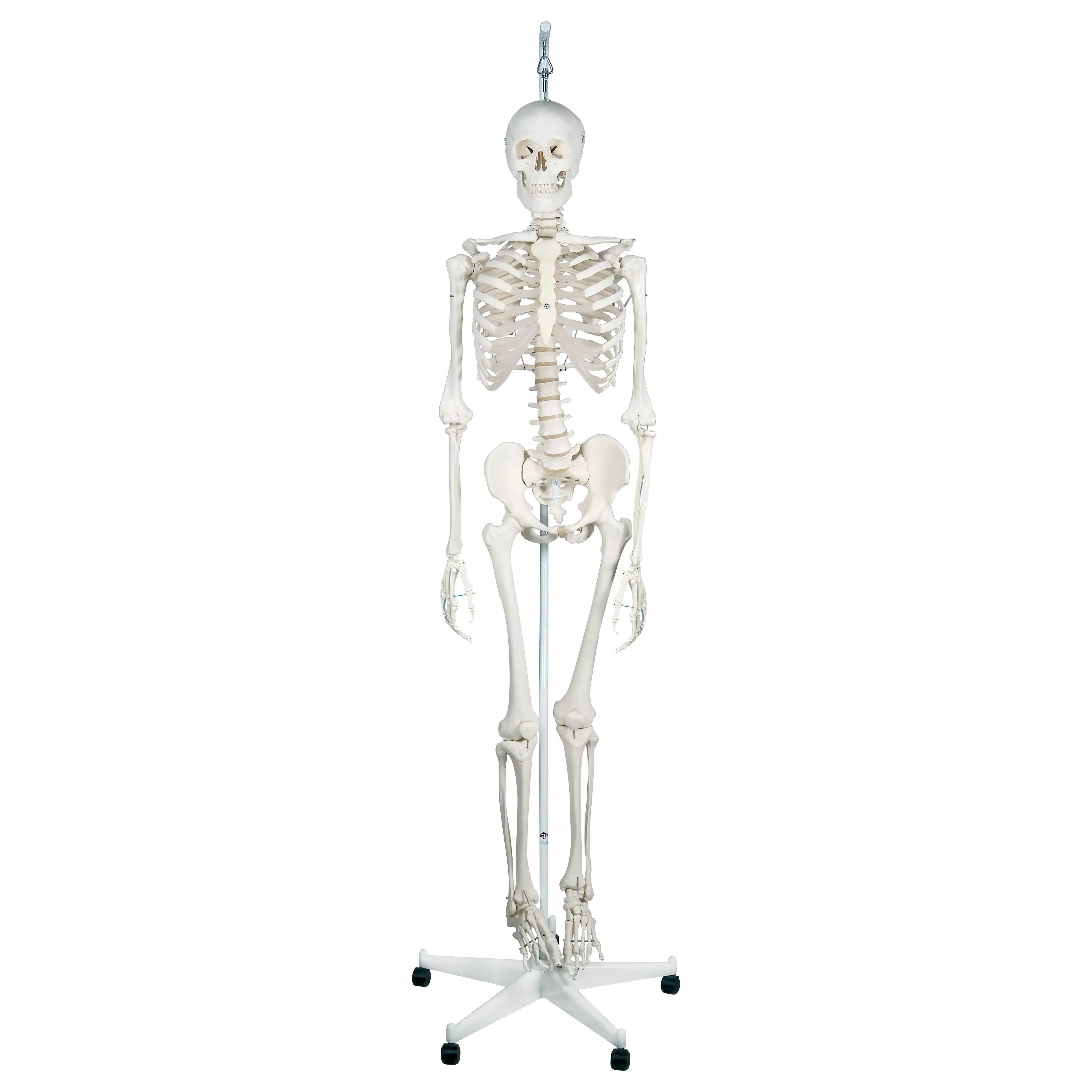 Feldenkrais Physiological Skeleton