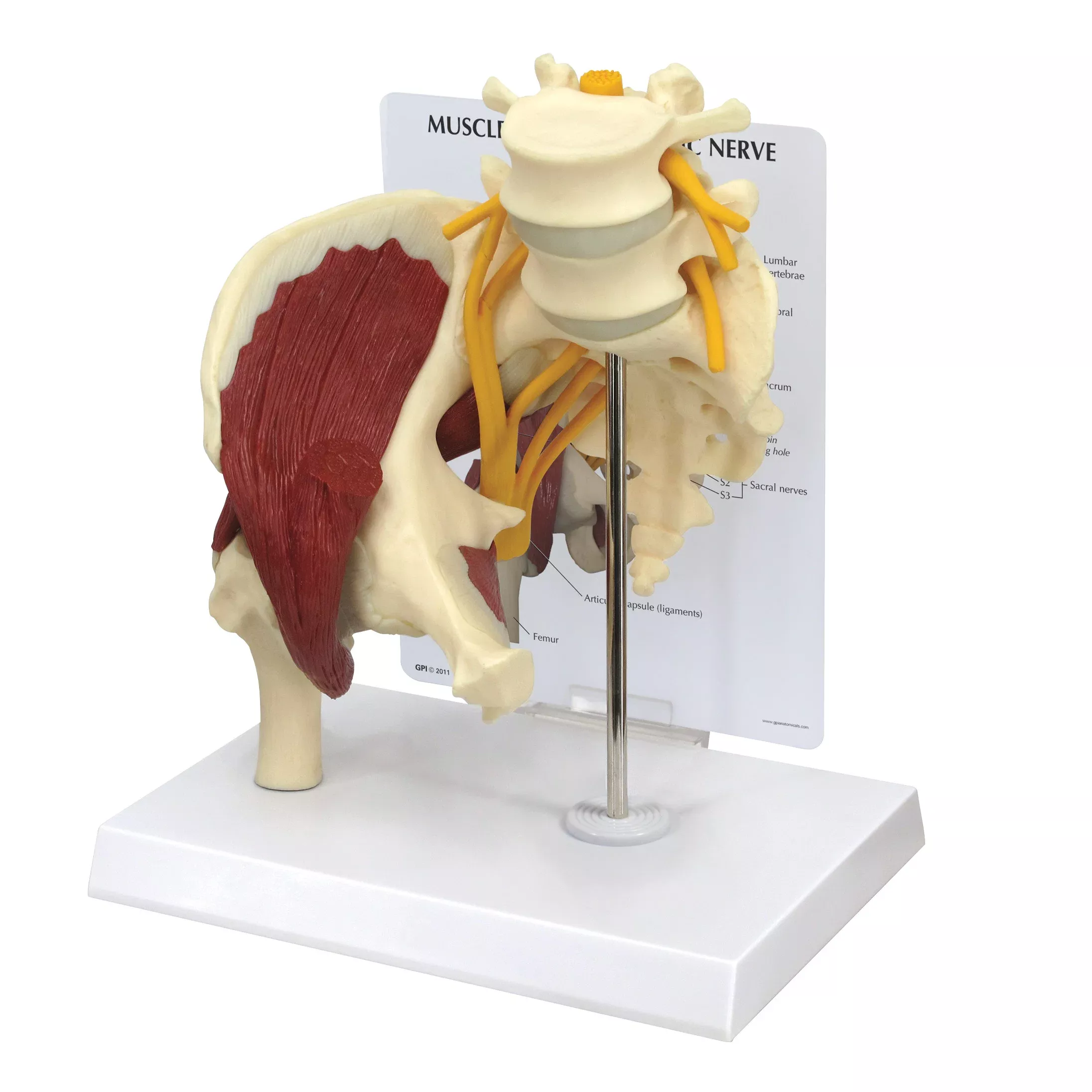 GPI Anatomicals Muscled Hip with Sciatic Nerve Model