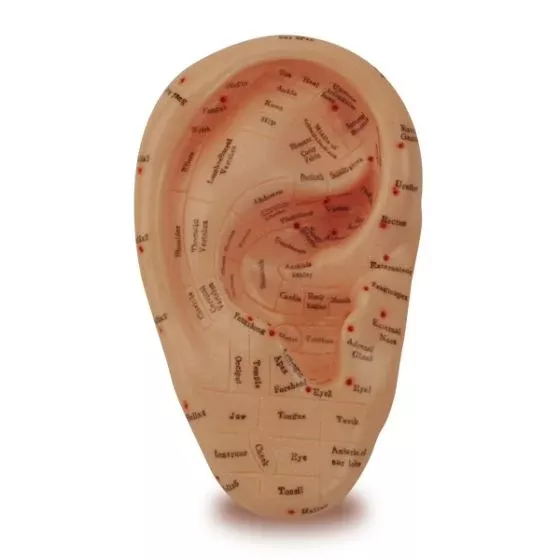 Zone Ear Model - Ear.7.Zone